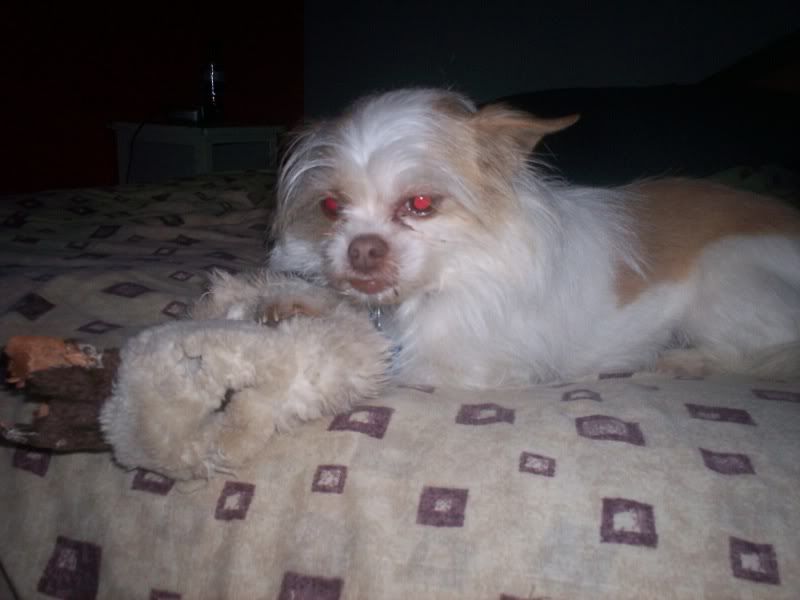 Recent Neighborhood Burglaries - Homesteading Questions