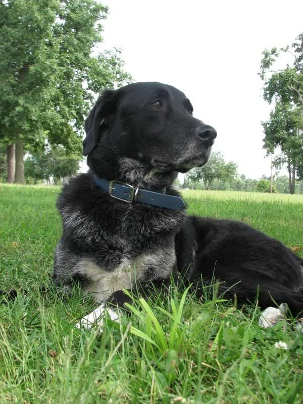 Recent Neighborhood Burglaries - Homesteading Questions