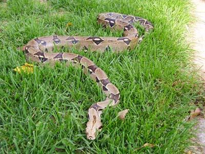 MOLES!  Moles EVERYWHERE! - Homesteading Questions