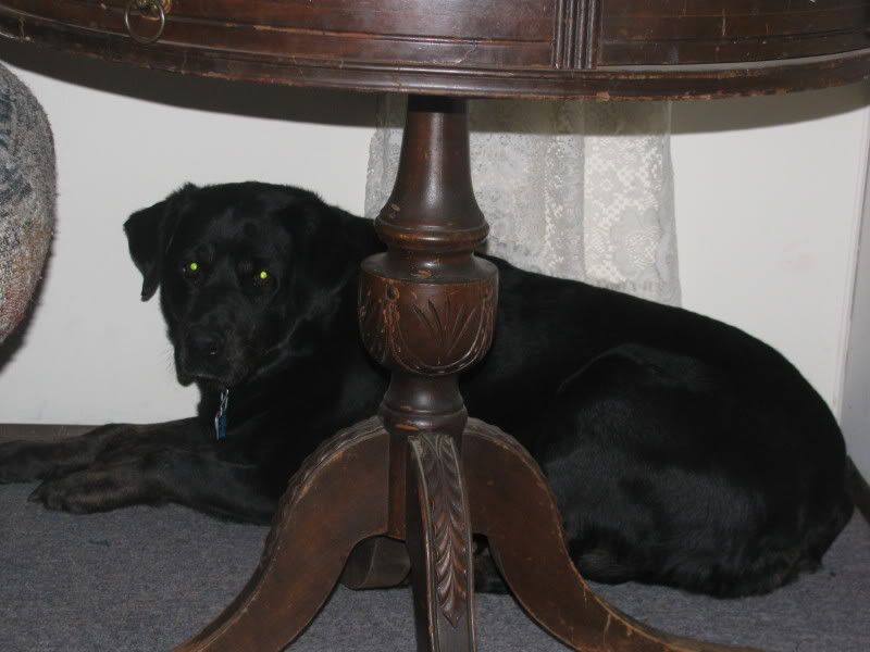 Recent Neighborhood Burglaries - Homesteading Questions