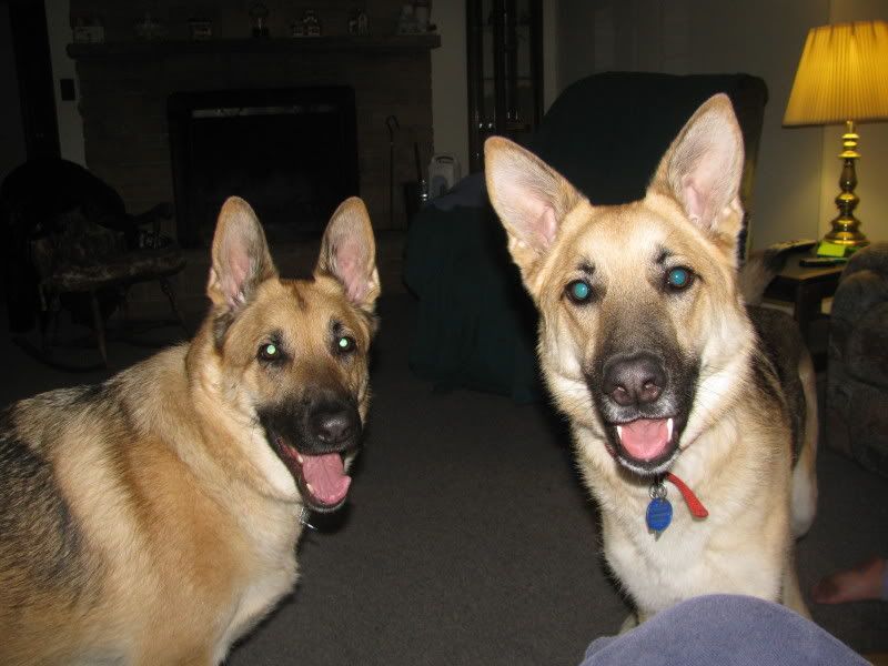 Recent Neighborhood Burglaries - Homesteading Questions