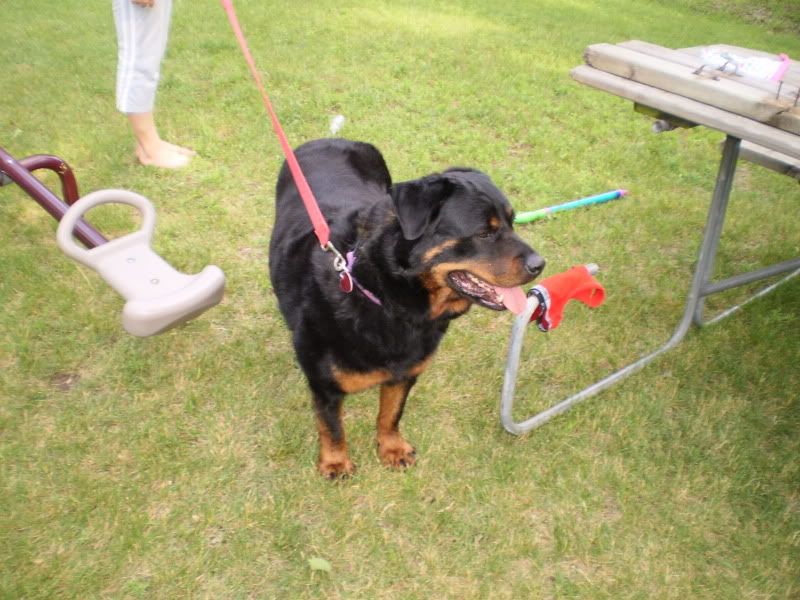 Recent Neighborhood Burglaries - Homesteading Questions