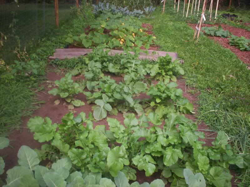 Pictures around your Homestead - Homesteading Questions