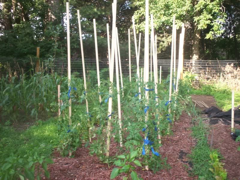 Pictures around your Homestead - Homesteading Questions