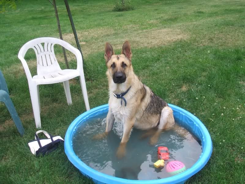 Pools For Dogs