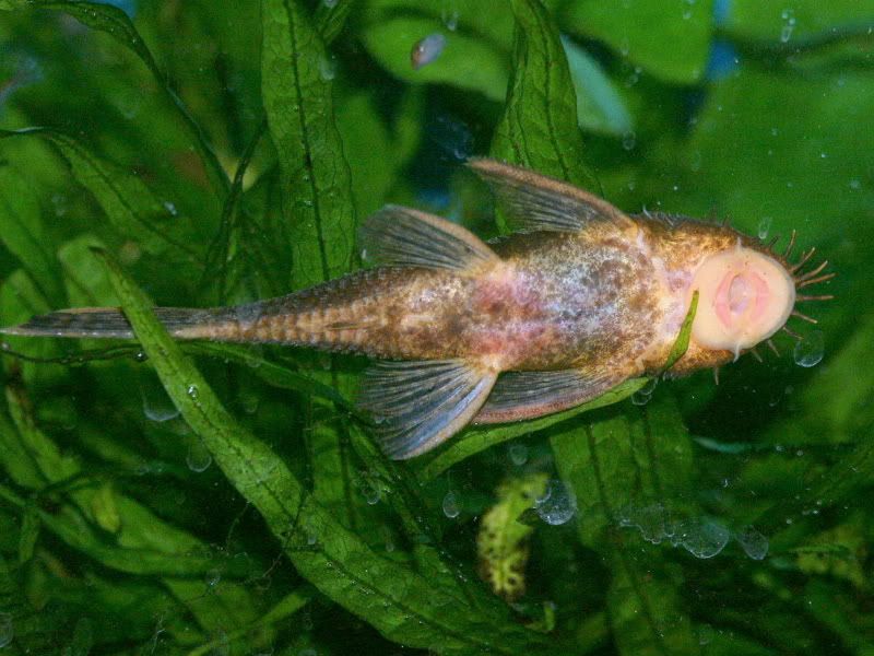 Longfin Marble Bristlenose