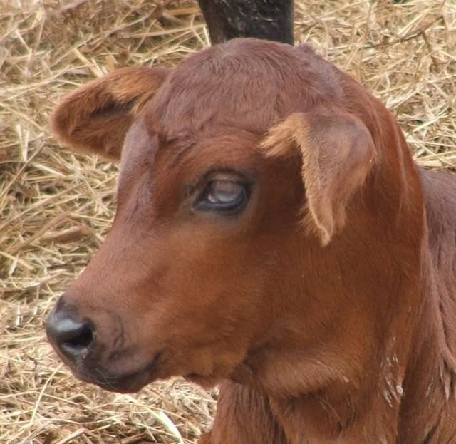 cow pupil