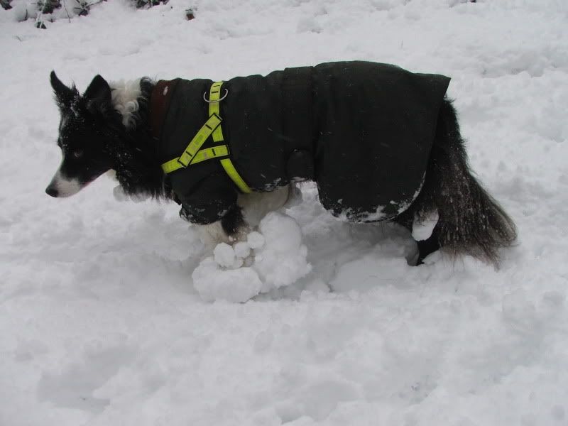 DSCF6868.jpg