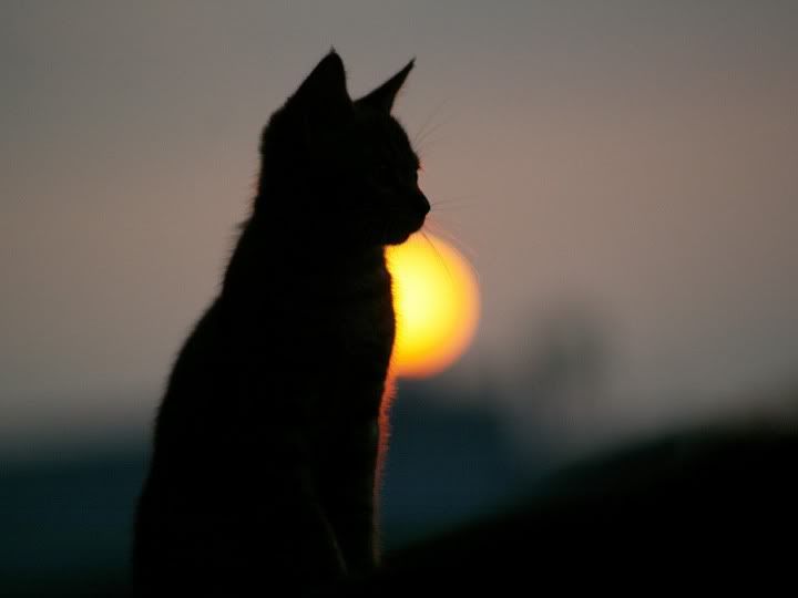 http://i22.photobucket.com/albums/b305/langven/Animals/Cats/009.jpg