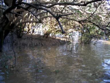 The Mangroves at the Vasai Creek