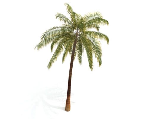 3d_palm_tree01.jpg