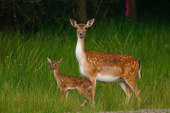 Fallow-Deer-55-crop.jpg