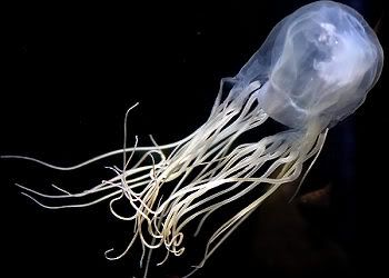 boxjellyfish.jpg