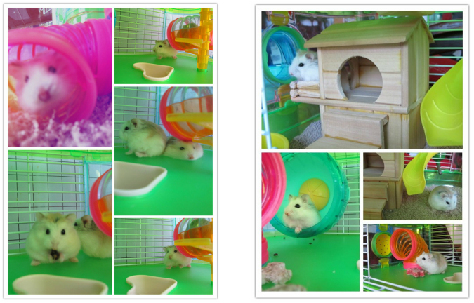 Chuột con petshop chi nhánh quận 7, tp. Hồ chí minh. - 7