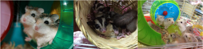 Chuột con petshop chi nhánh quận 7, tp. Hồ chí minh. - 3