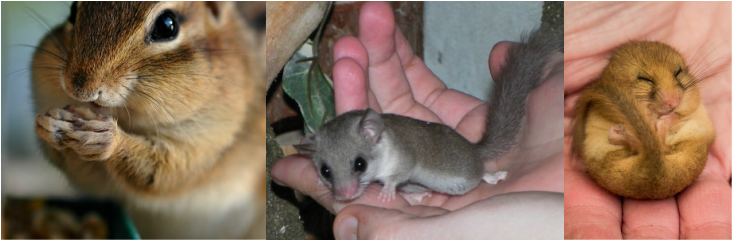 Chuột con petshop chi nhánh quận 7, tp. Hồ chí minh. - 6