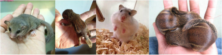 Chuột con petshop chi nhánh quận 7, tp. Hồ chí minh. - 5