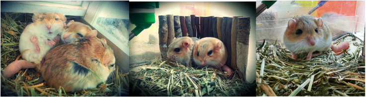 Chuột con petshop chi nhánh quận 7, tp. Hồ chí minh. - 4