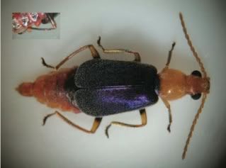 beetle