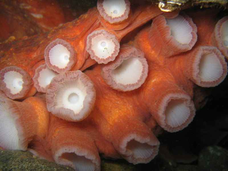 Giant Pacific Octopus Suckers
