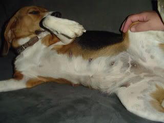 vagina Basset hound