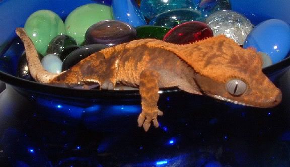 orangep1.jpg