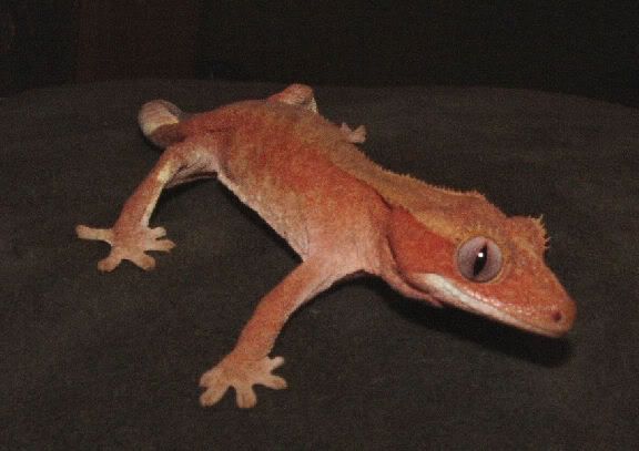 redcrestie3.jpg