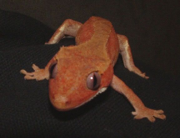 redcrestie4.jpg