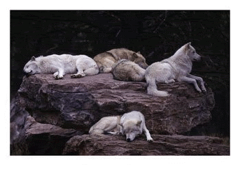 00018SleepingWolfPackWatcher.gif