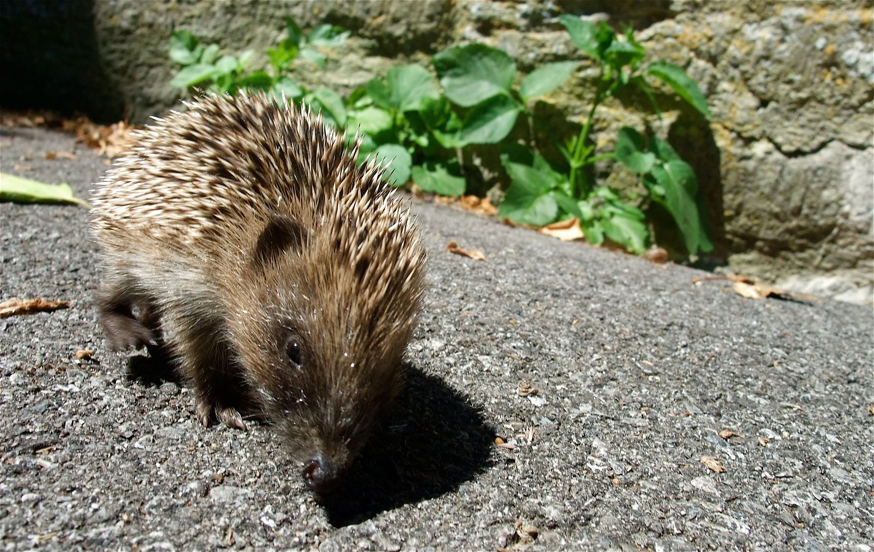 Hedgehog_baby.jpg