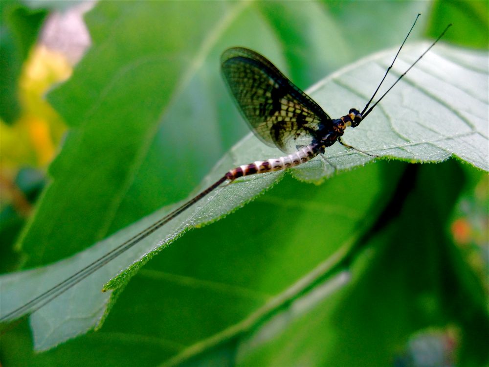 MayFly.jpg