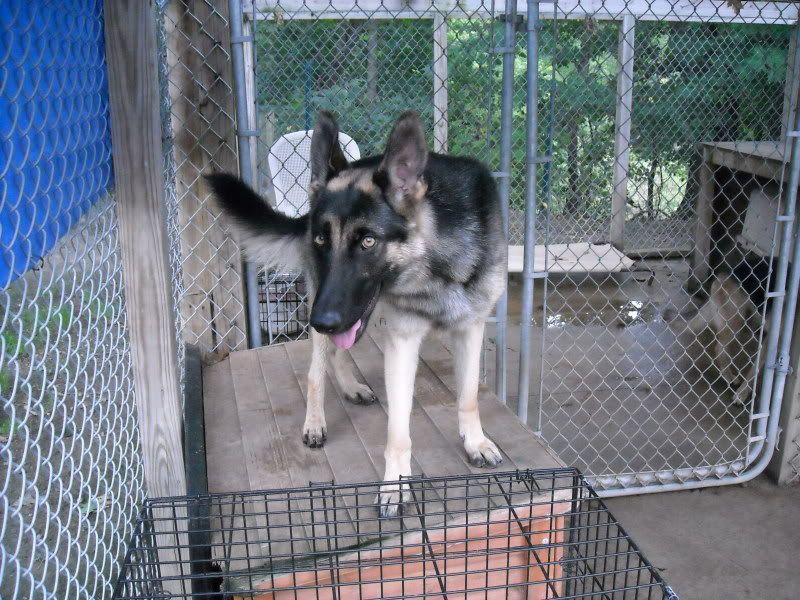 Outdoor Dog House.... German Shepherd Dog Forums