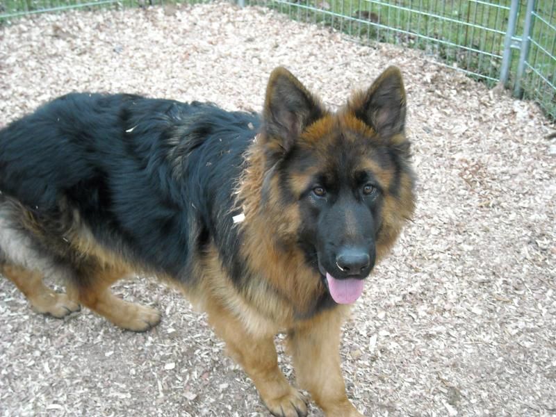 standard coat german shepherd