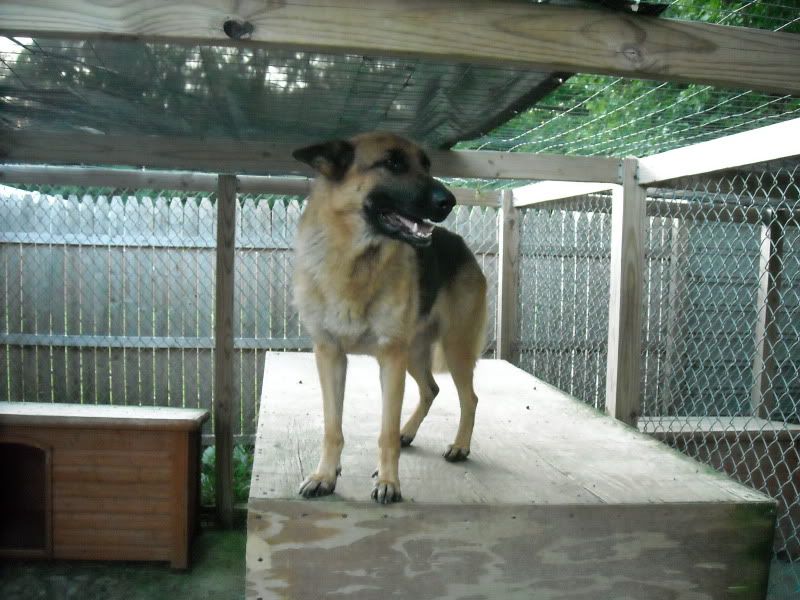 What to look for in an outdoor kennel German Shepherd Dog Forums