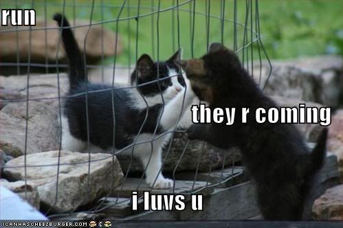 Forum Image: http://i22.photobucket.com/albums/b309/MalevolentLyset/funny-pictures-cute-kittens-cage.jpg