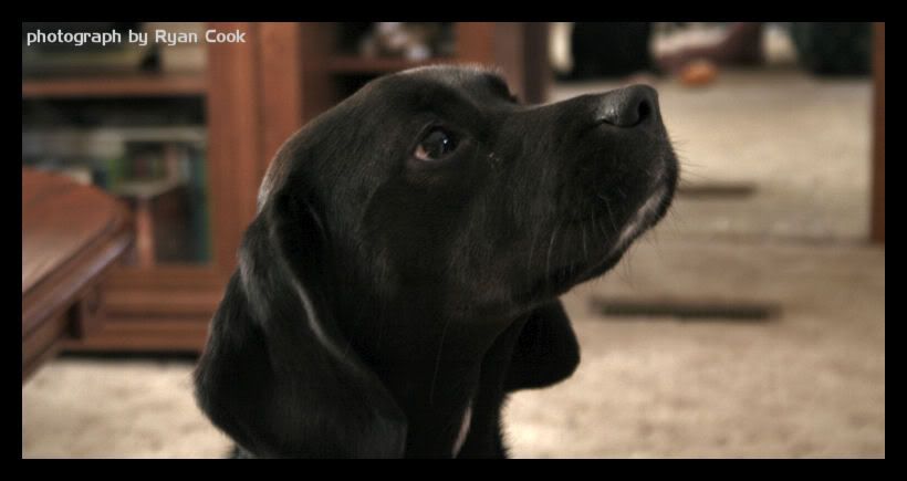 IMAGE: http://i22.photobucket.com/albums/b309/attakreload/missyloudog.jpg