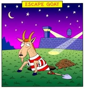 Escape Goat Pictures, Images and Photos