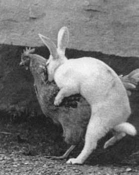 http://i22.photobucket.com/albums/b310/REDSIN7/rabbit-humping-222.jpg