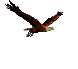 flyingeagle.gif image by scrc372