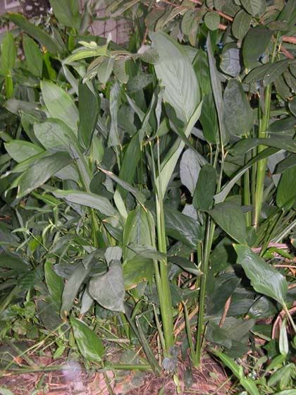 HuynhTinh-Maranta.jpg