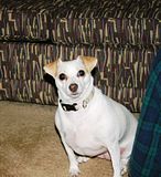 My sweetheart Pippi!
