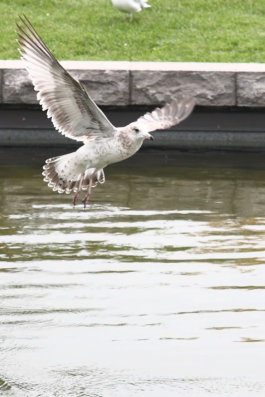 IMAGE: http://i22.photobucket.com/albums/b313/SRT101/Animals/08141011.jpg