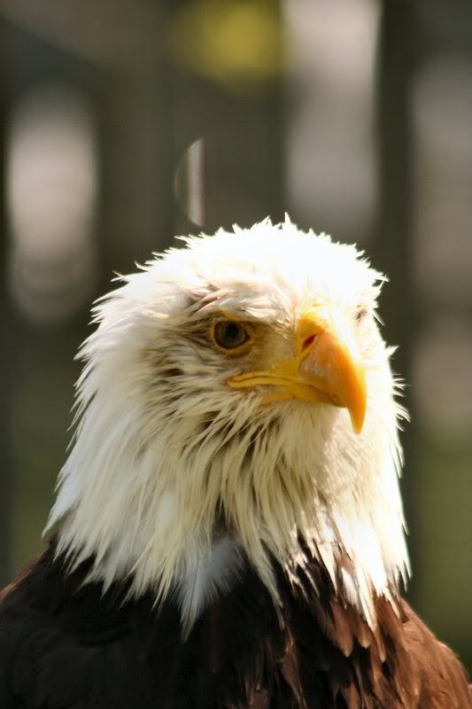 IMAGE: http://i22.photobucket.com/albums/b313/SRT101/Animals/BaldEagle2.jpg