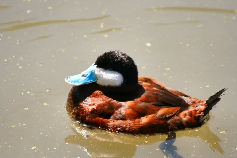 IMAGE: http://i22.photobucket.com/albums/b313/SRT101/Animals/CinnamonTeal.jpg