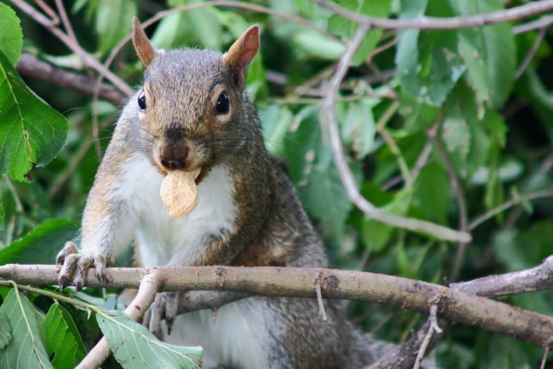 IMAGE: http://i22.photobucket.com/albums/b313/SRT101/Animals/Craftfair102.jpg