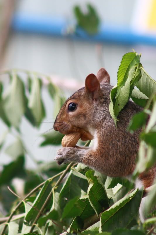 IMAGE: http://i22.photobucket.com/albums/b313/SRT101/Animals/Craftfair103.jpg