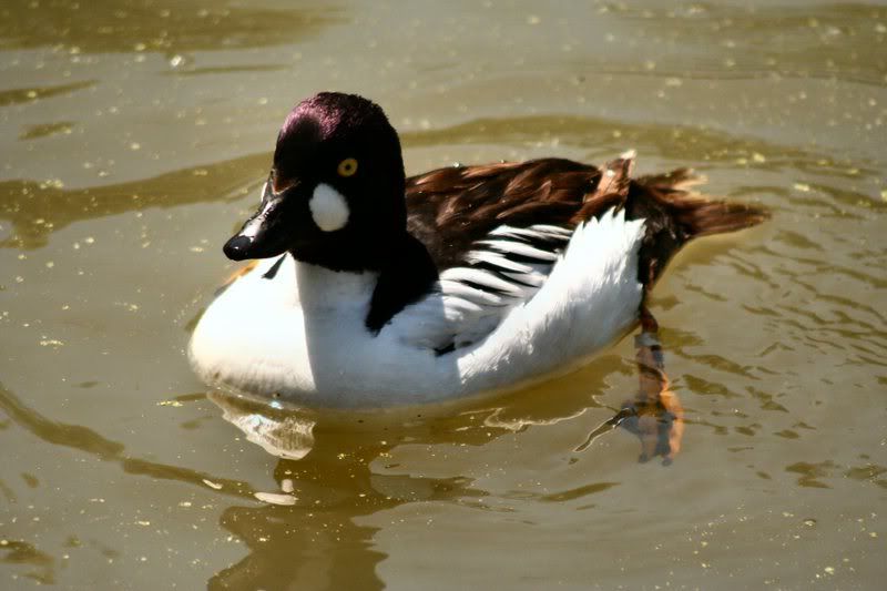 IMAGE: http://i22.photobucket.com/albums/b313/SRT101/Animals/GoldenEye.jpg