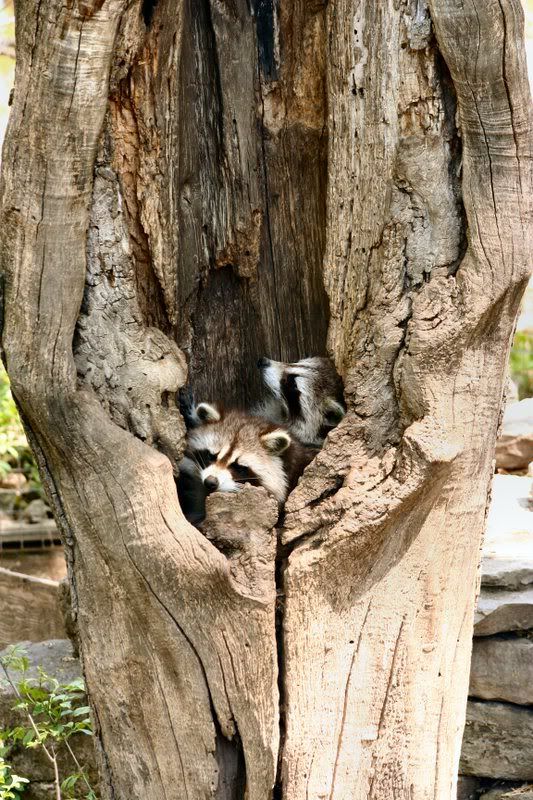 IMAGE: http://i22.photobucket.com/albums/b313/SRT101/Animals/HomeSweetHome.jpg