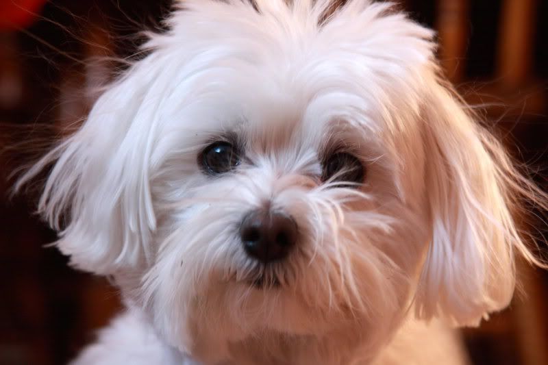 IMAGE: http://i22.photobucket.com/albums/b313/SRT101/Animals/IMG_0205.jpg