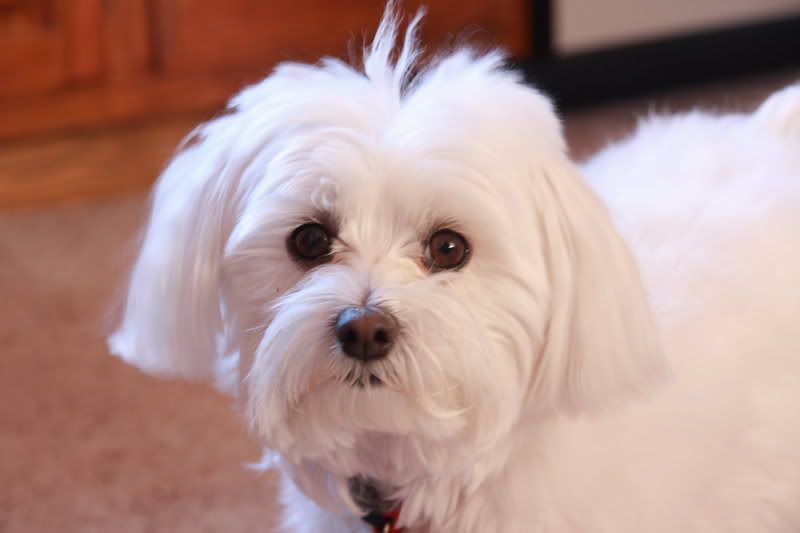 IMAGE: http://i22.photobucket.com/albums/b313/SRT101/Animals/IMG_0232.jpg